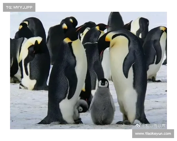 绝地企鹅冰雪王国史诗大冒险极限挑战赛事南极冰原英雄对决